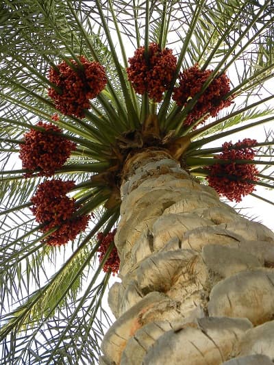 date palm conference 